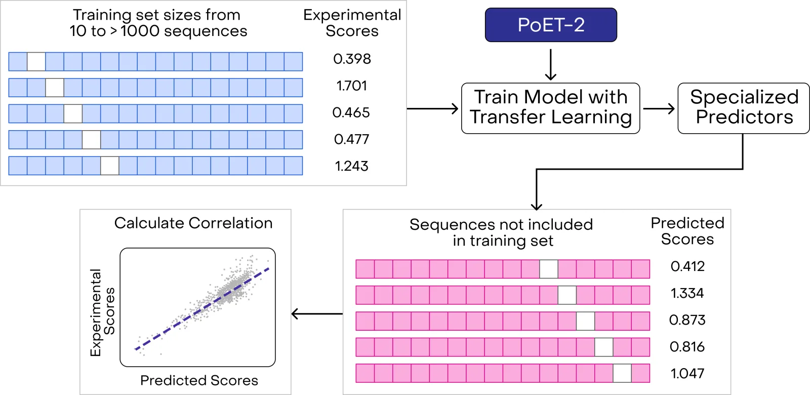 Diagram showing training and evaluation of property prediction models using PoET-2 representations